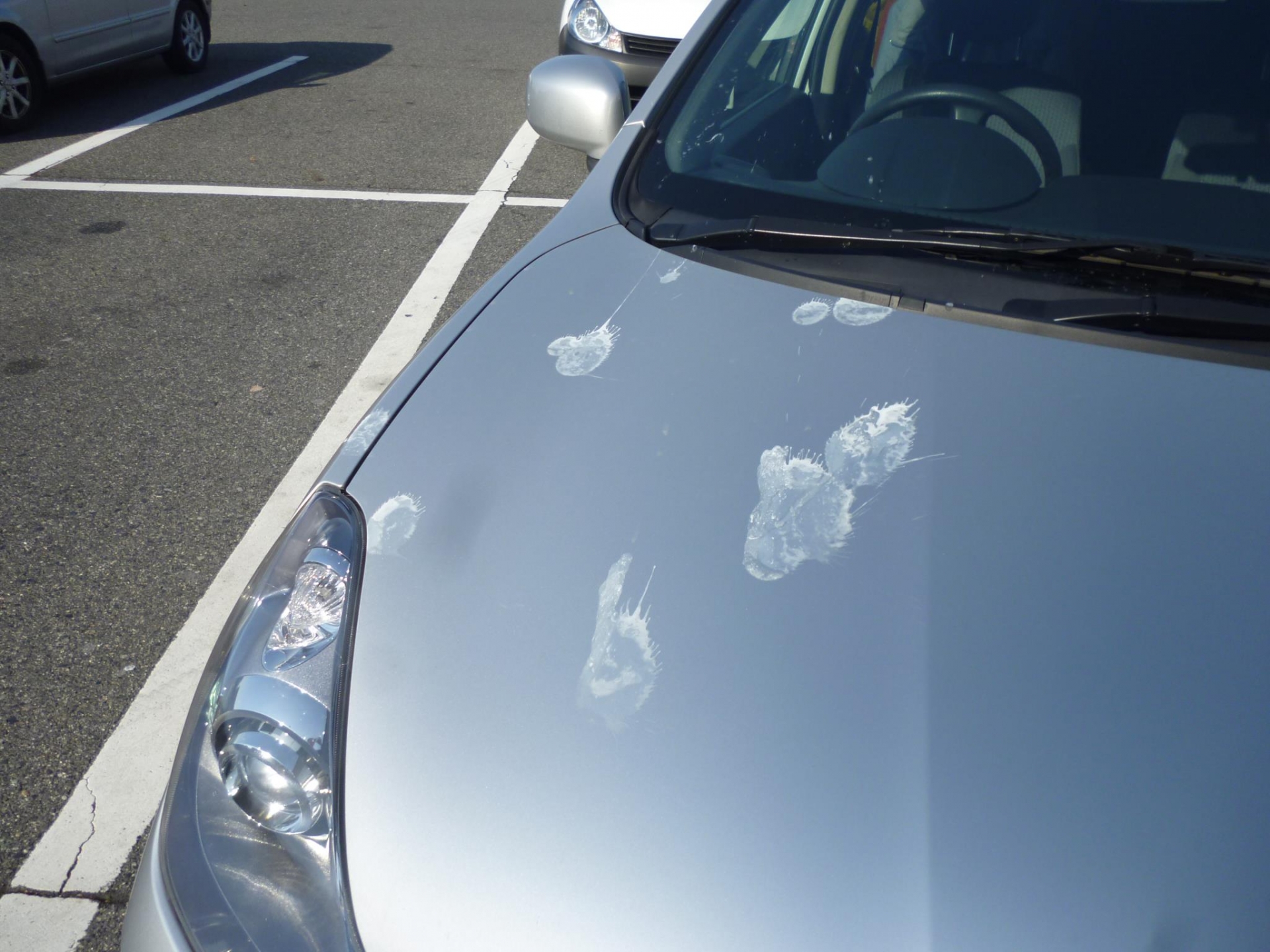 鳥のフンで塗装にシミができる仕組みと正しい落とし方|跡が残ったときの直し方まで