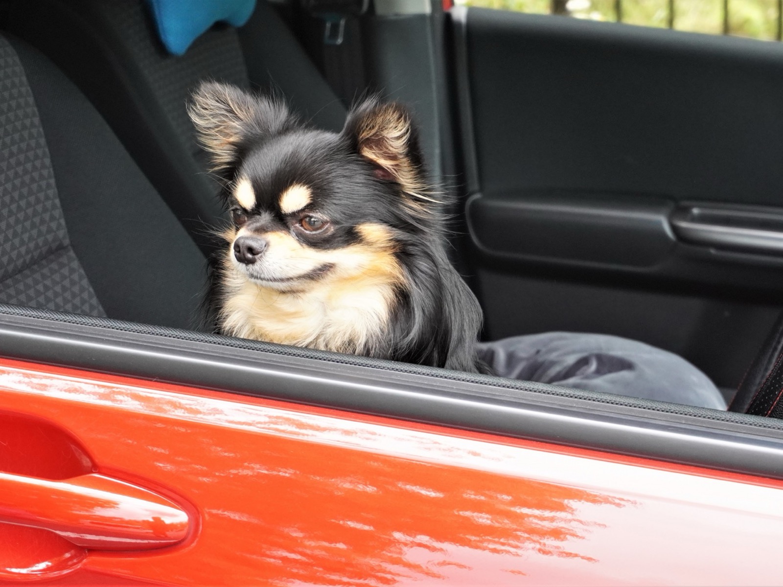 犬の爪でついた車の傷はどう直す?乗せ降ろしで傷が付く場所と修理費用の目安